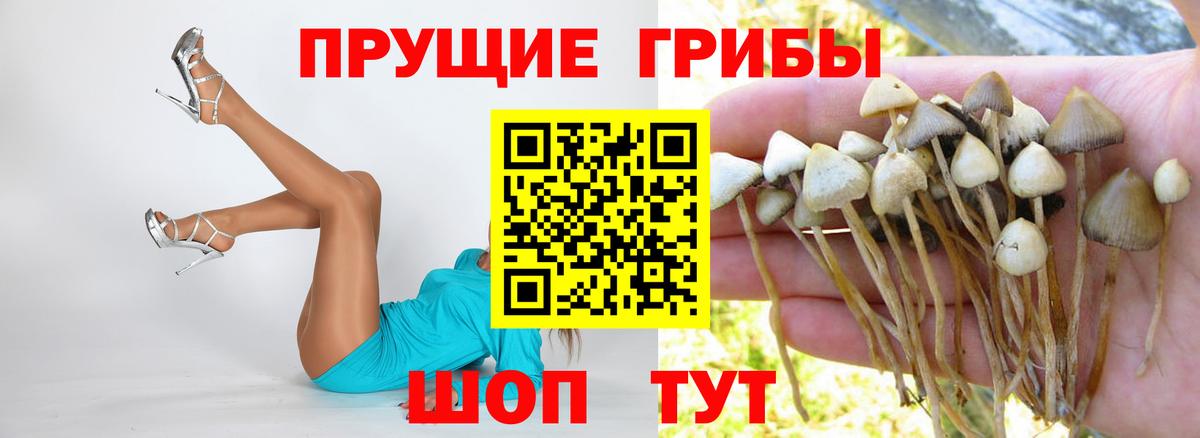 Моздок  Псилоцибиновые грибы Psilocybe  Вход с VPN 